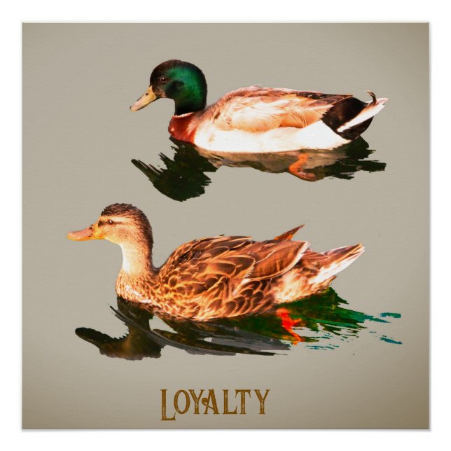 Enten mallards. Loyalität Poster (Vorderseite)