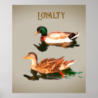 Enten mallards. Loyalität
