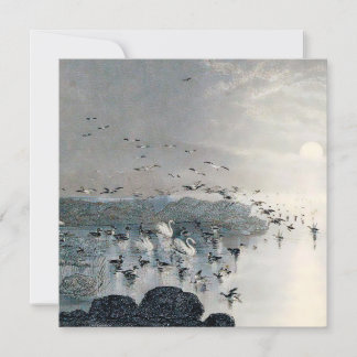 Enten, Mallards und Schwäne am See bei Sonnenunter
