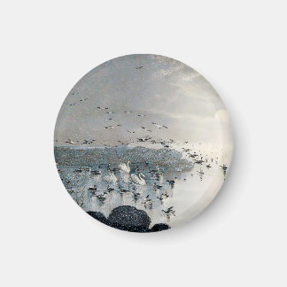 Enten, Mallards und Schwäne am See bei Sonnenunter Magnet