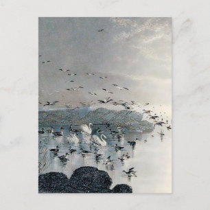Enten, Mallards und Schwäne am See bei Sonnenunter Postkarte