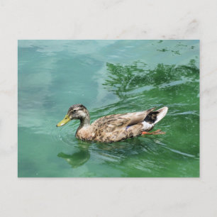 Enten Natur- und Wildtierfotografie Postkarte