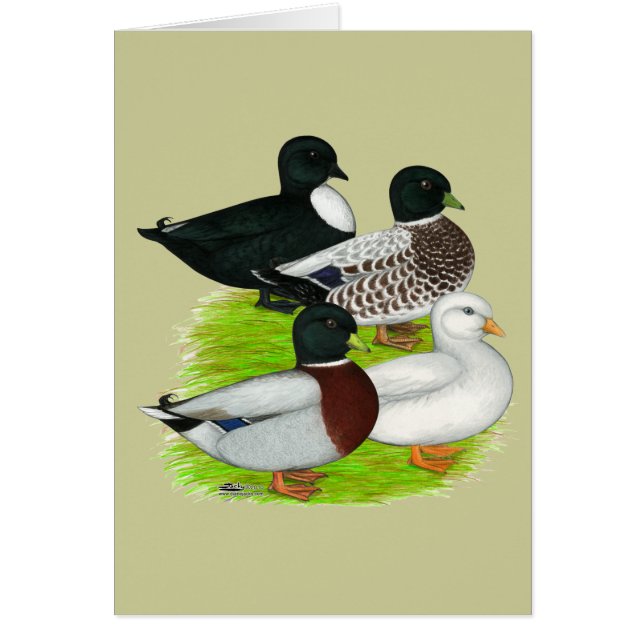 Enten nennen: Quartett (Vorne)