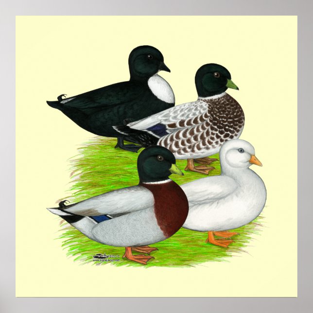 Enten nennen: Quartett Poster (Vorne)