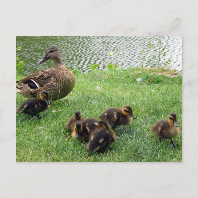 Enten Postkarte (Vorderseite)