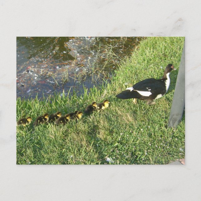 Enten:) Postkarte (Vorderseite)