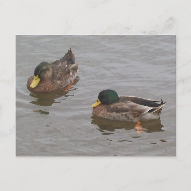 Enten Postkarte (Vorderseite)
