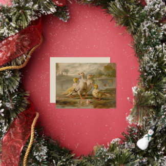 Enten - Postkarten für Fohlen