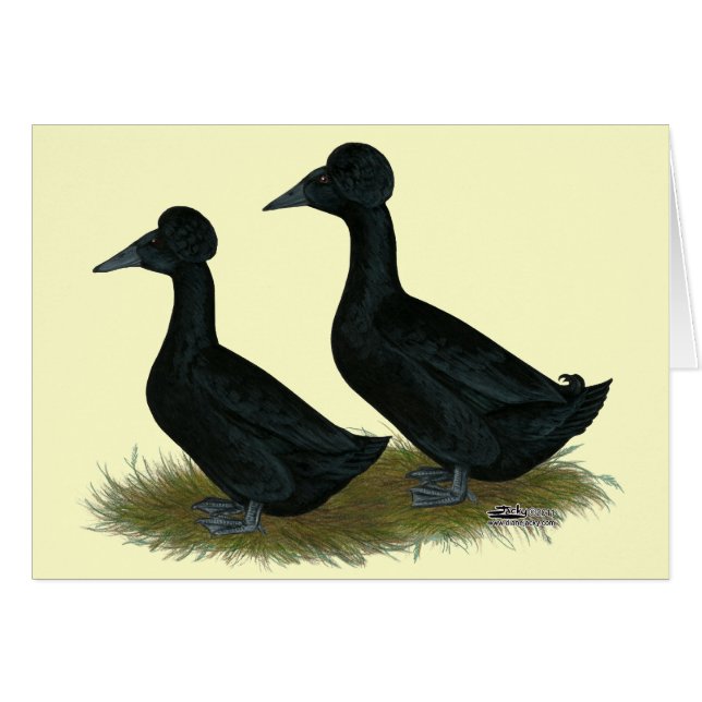 Enten: schwarz gekreuzt (Vorderseite (Horizontal))