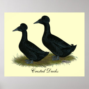 Enten: schwarz gekreuzt poster