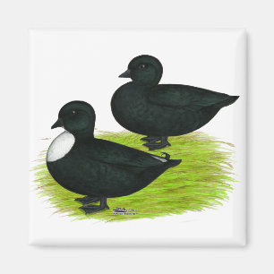 Enten: Schwarze Anrufe Magnet