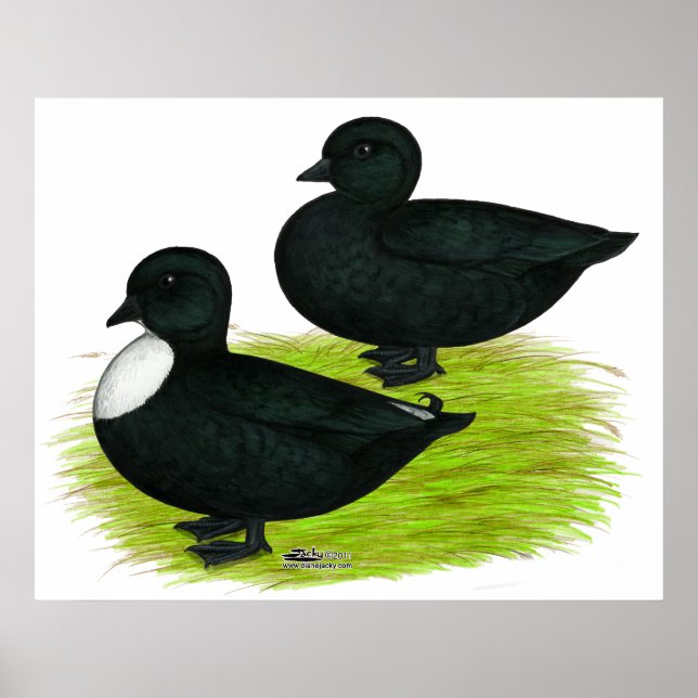 Enten: Schwarze Anrufe Poster (Vorne)