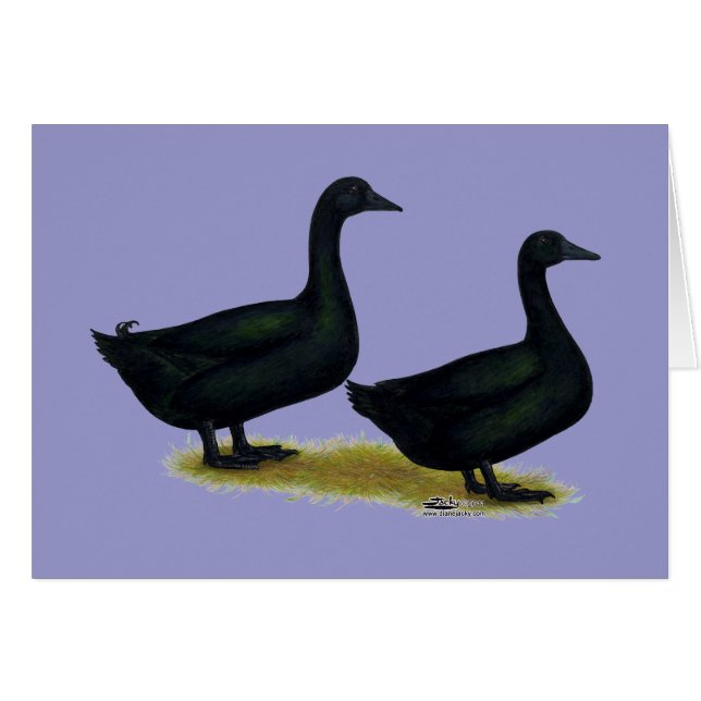 Enten: Schwarze Cayugas (Vorderseite (Horizontal))
