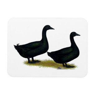 Enten: Schwarze Cayugas Magnet