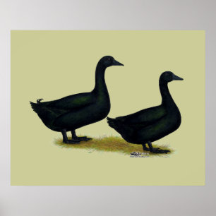 Enten: Schwarze Cayugas Poster