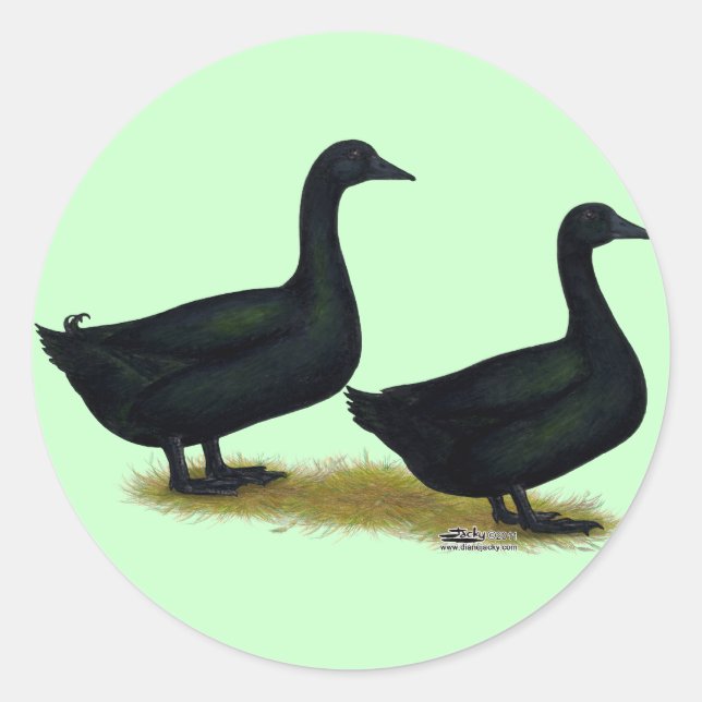Enten: Schwarze Cayugas Runder Aufkleber (Vorderseite)