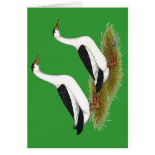 Enten: Schwarze Magpies