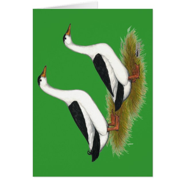 Enten: Schwarze Magpies (Vorne)