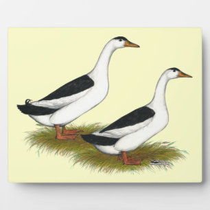 Enten: Schwarze Magpies Fotoplatte