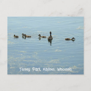 Enten schwimmen am See Mendota Madison Wisconsin Postkarte