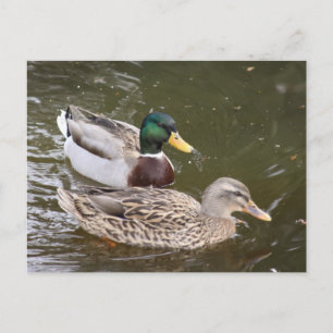 Enten Schwimmen Postkarte