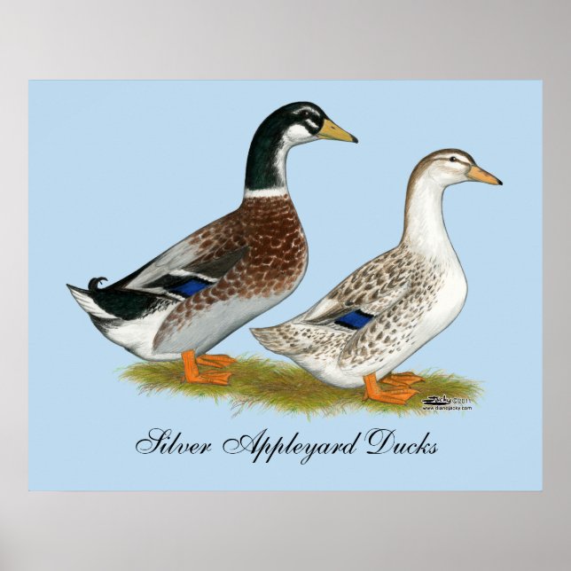 Enten: Silbergarten Poster (Vorne)