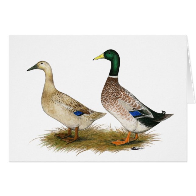 Enten:  Silberner Waliser-Harlekin (Vorderseite (Horizontal))