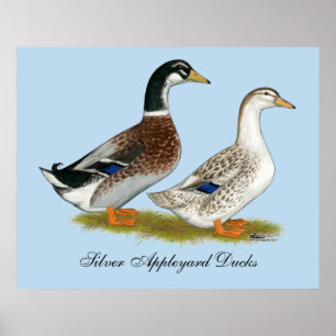Enten:  Silbernes Appleyard Poster