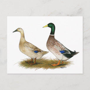 Enten:  Silver Welsh Harlequin Postkarte
