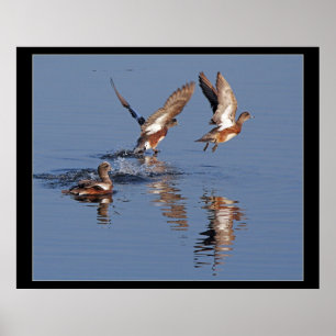Enten starten Print Poster