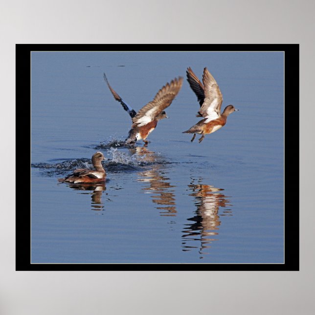 Enten starten Print Poster (Vorne)