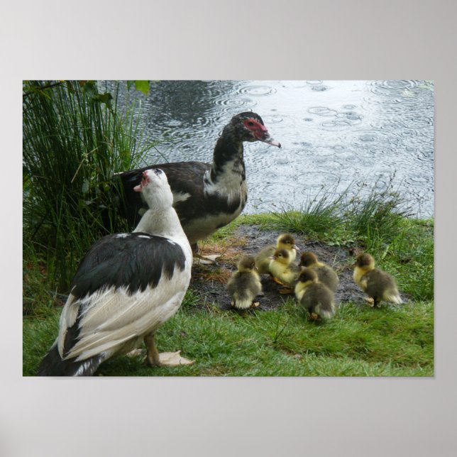 Enten und Enten aus Muskovy Poster (Vorne)