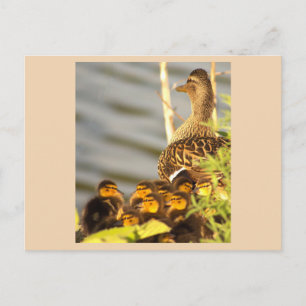 Enten-und-Entenküken-Foto-Postkarte Feiertagspostkarte