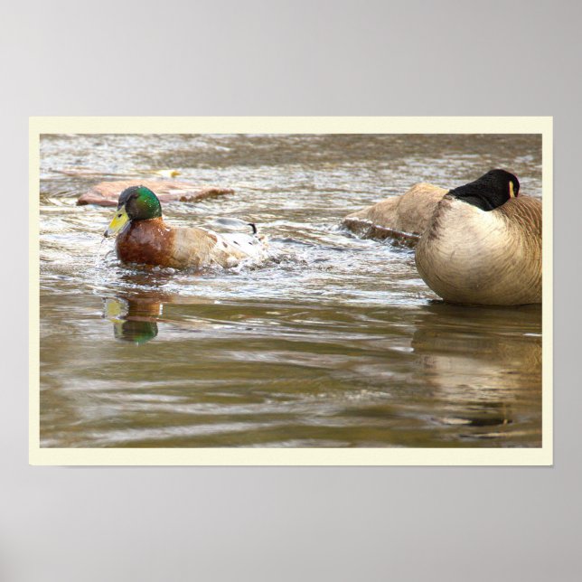Enten- und Gänseposter am Bach Poster (Vorne)