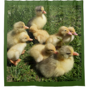 Enten und Goslings Duschvorhang