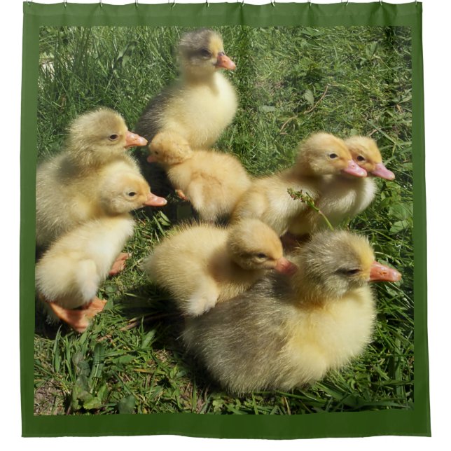 Enten und Goslings Duschvorhang (Vorderseite)
