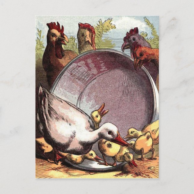 Enten und Hühner Postkarte (Vorderseite)