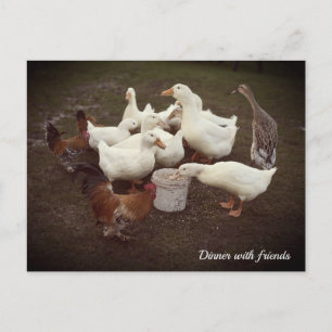 Enten und Hühner Sonniges Abendessen Postkarte