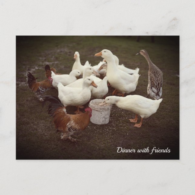Enten und Hühner Sonniges Abendessen Postkarte (Vorderseite)