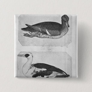 Enten, vom Vallardi Album Button