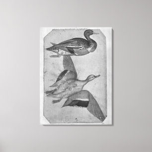 Enten, vom Vallardi Album Leinwanddruck
