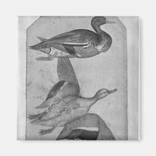 Enten, vom Vallardi Album Magnet