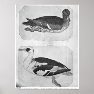 Enten, vom Vallardi Album Poster