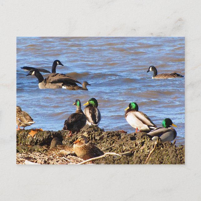 Enten Watching Gänse Postcard Postkarte (Vorderseite)