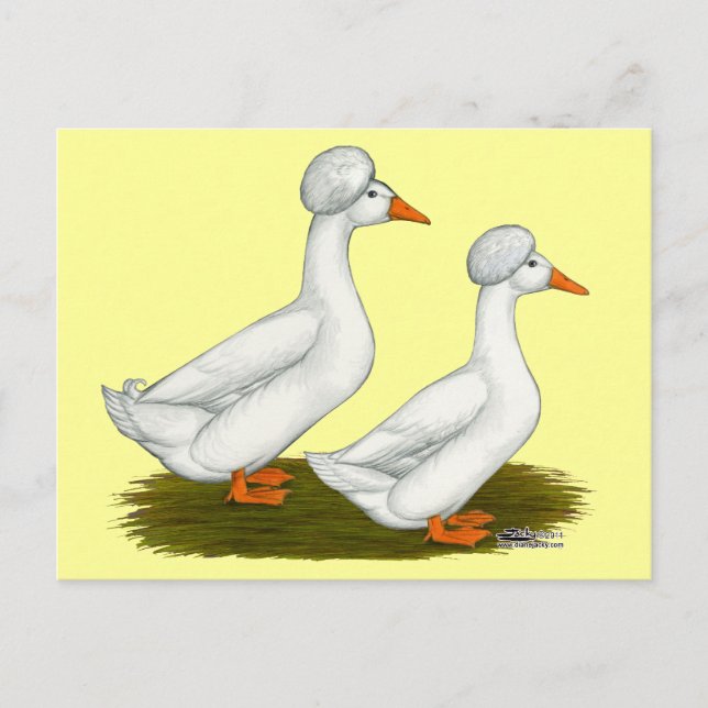 Enten:  Weiß Crested Postkarte (Vorderseite)