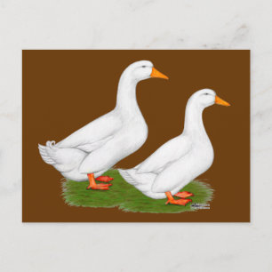 Enten: White Pekins Postkarte