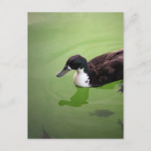 Entenfang Postkarte