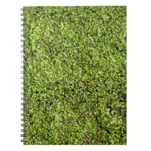 Entenkraut-377535 Wasserlinse Notizblock