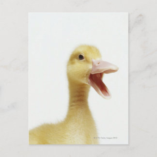 Entenküken Postkarte