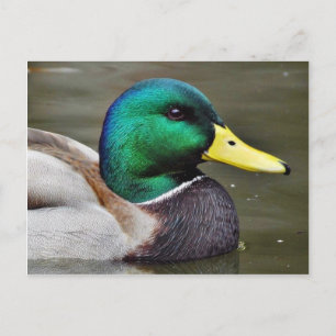 Entenrechnungen Postkarte